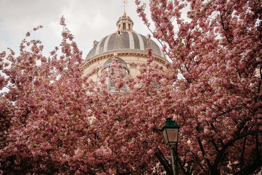 Guide Cherry blossoms locations in Paris to do elopement wedding