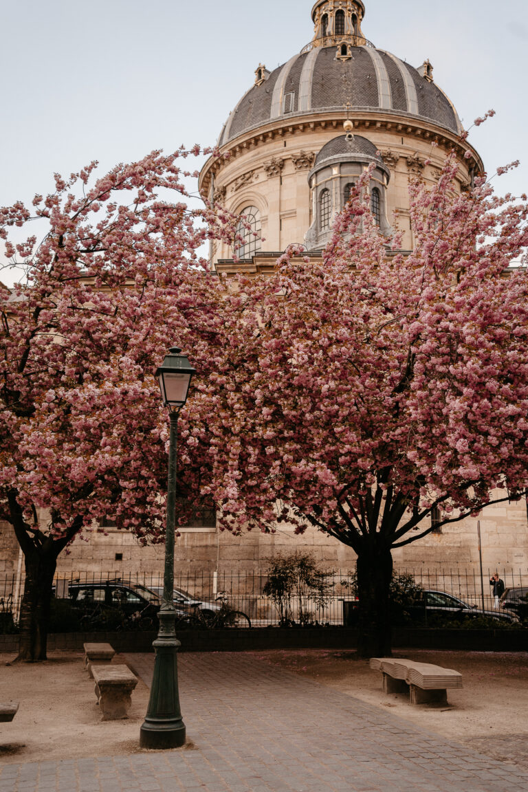 Guide top cherry blossoms locations in Paris