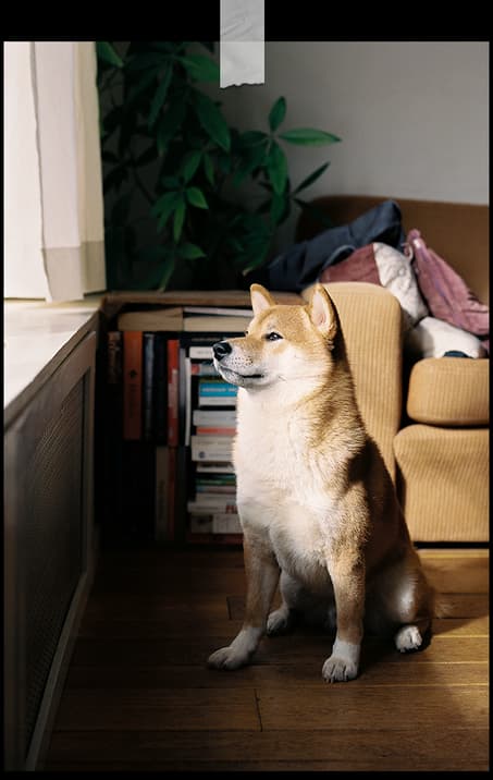 Shiba Inu Paris