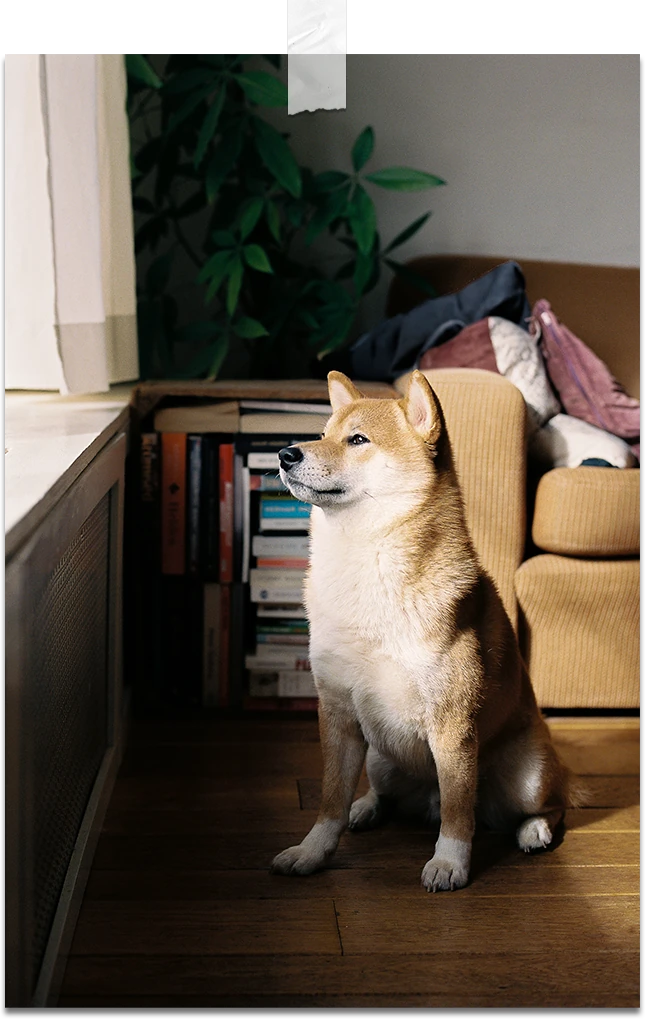 Shiba Inu Paris